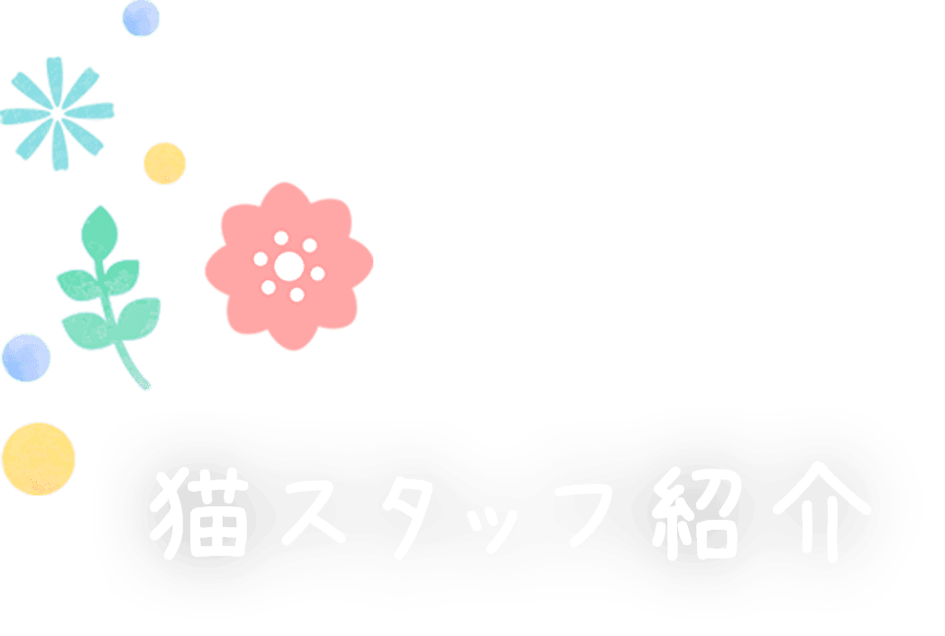 ねこスタッフ紹介