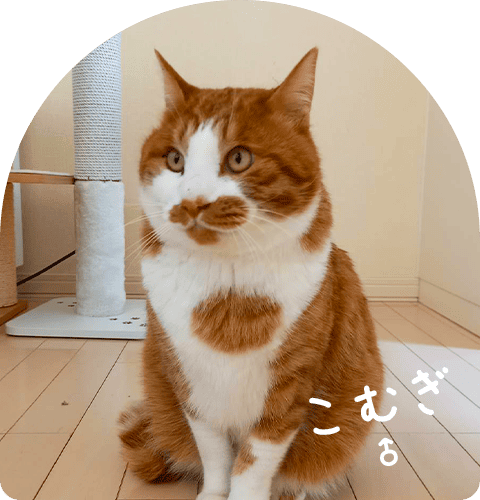 こむぎ ♂