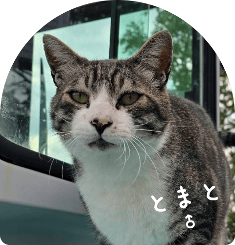 とまと ♂