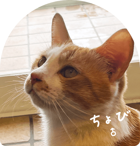 ちょび ♂