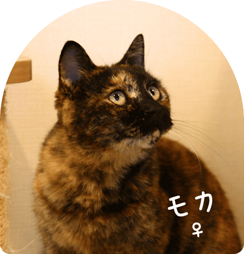 モカ ♀
