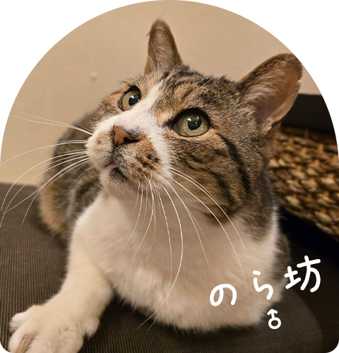 のら坊 ♂